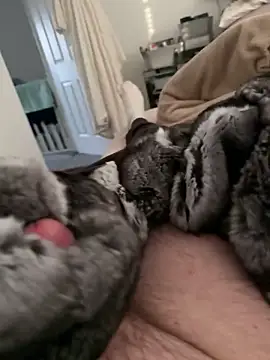 Snapshot of Furdale chatting on 02-17-26, 04:24 Furdale online show from 02-17-26, 04:24