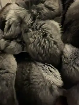 Snapshot of Furdale chatting on 02-18-26, 04:58 Furdale online show from 02-18-26, 04:58