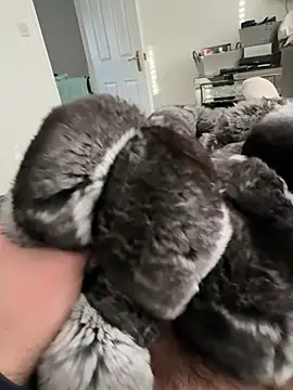 Snapshot of Furdale chatting on 02-23-26, 03:53 Furdale online show from 02-23-26, 03:53