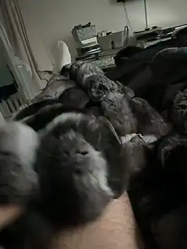 Snapshot of Furdale chatting on 02-24-26, 04:49 Furdale online show from 02-24-26, 04:49