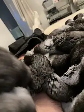 Snapshot of Furdale chatting on 02-26-26, 05:23 Furdale online show from 02-26-26, 05:23