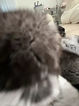 Snapshot of Furdale chatting on 03-03-26, 03:29 Furdale online show from 03-03-26, 03:29