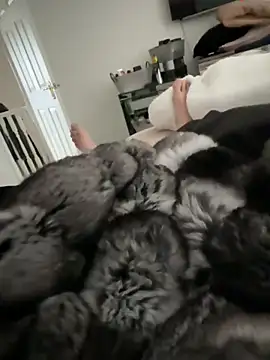 Snapshot of Furdale chatting on 03-15-26, 12:44 Furdale online show from 03-15-26, 12:44