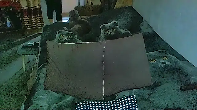 sex2 online show from 11-14-25, 02:10