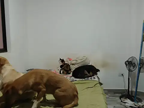 JacobKamilo online show from 07-15-26, 03:06