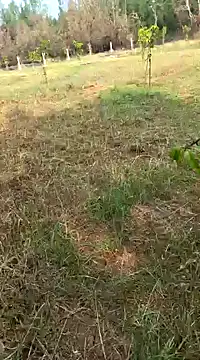 Snapshot of Gopal1243 chatting on 02-11-25, 04:01 Gopal1243 online show from 02-11-25, 04:01