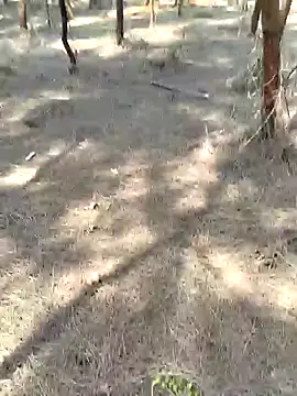 Snapshot of Gopal1243 chatting on 02-20-25, 05:33 Gopal1243 online show from 02-20-25, 05:33