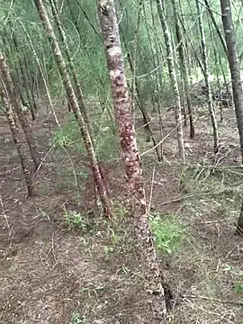 Snapshot of Gopal1243 chatting on 10-19-25, 04:46 Gopal1243 online show from 10-19-25, 04:46