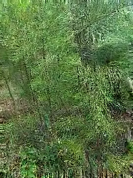 Snapshot of Gopal1243 chatting on 10-21-25, 01:17 Gopal1243 online show from 10-21-25, 01:17