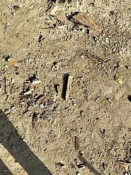 Snapshot of Gopal1243 chatting on 01-08-26, 02:58 Gopal1243 online show from 01-08-26, 02:58